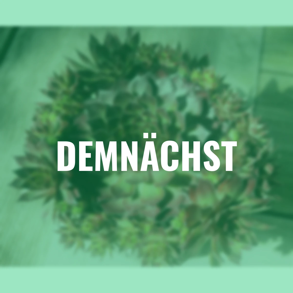 Hauswurz Chick Charms® Butterscotch Baby