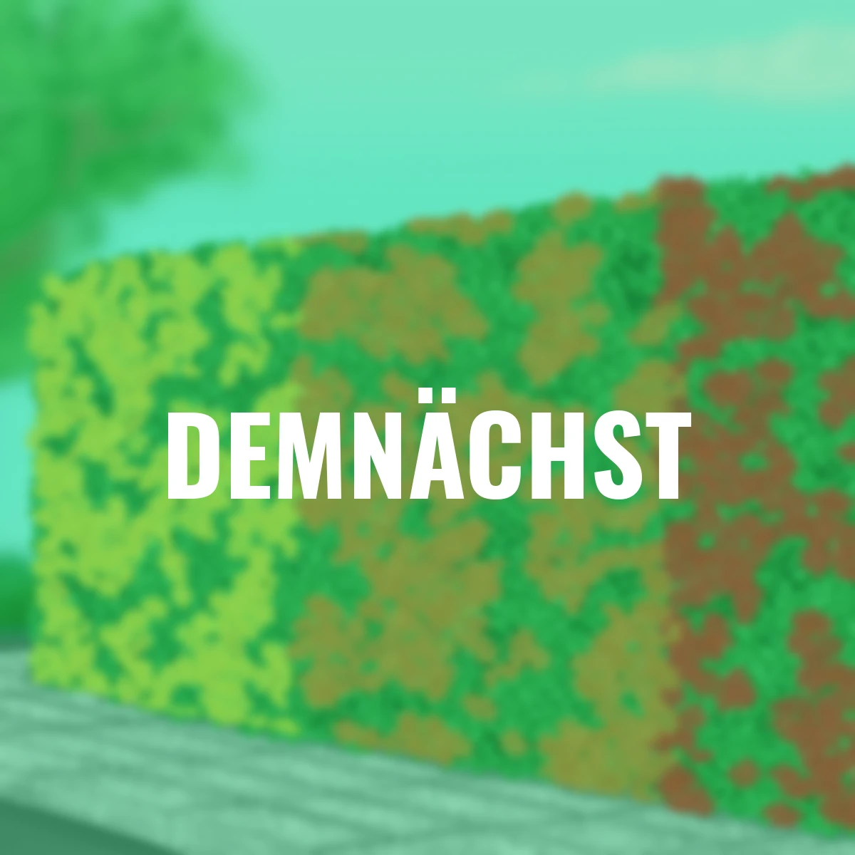 Ziergehölz-Set Bunte Feuerdorn-Hecke Venecia