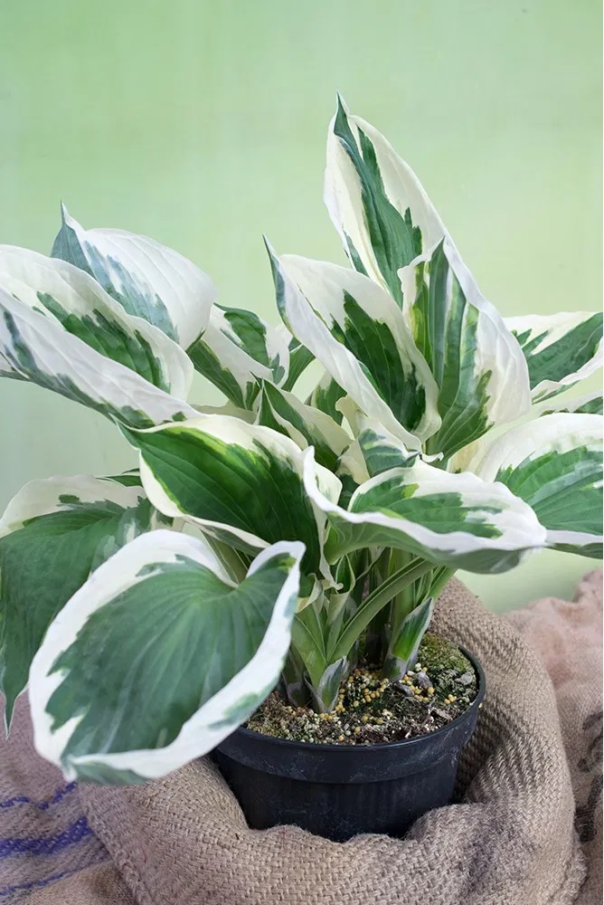 Graublättrige Goldrand Funkie Patriot