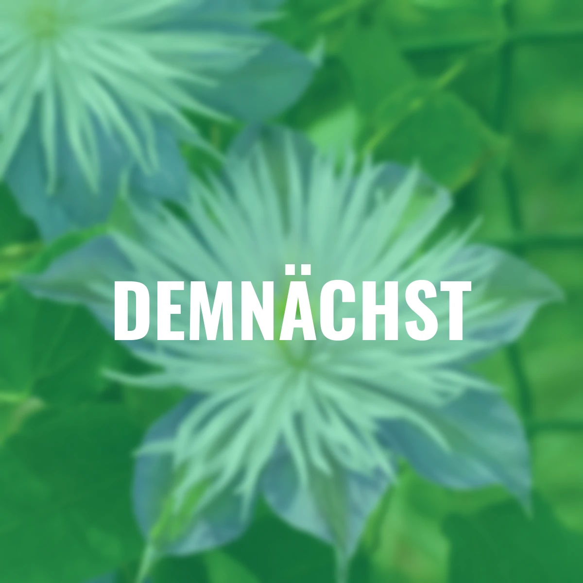 Clematis Crystal Fountain(TM)