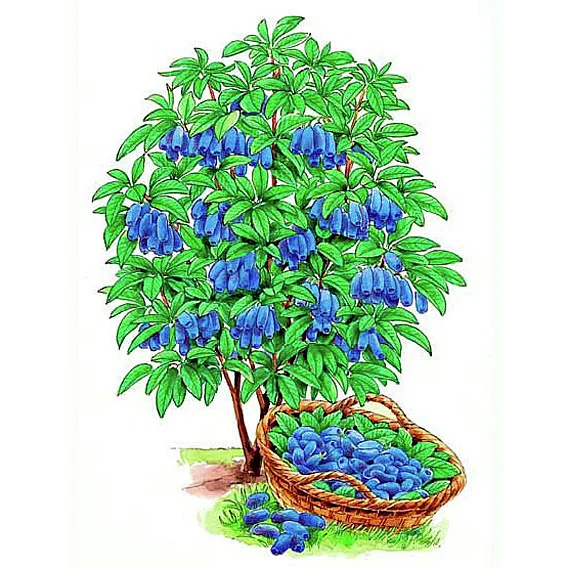 Lenzbeere® Maiengruß