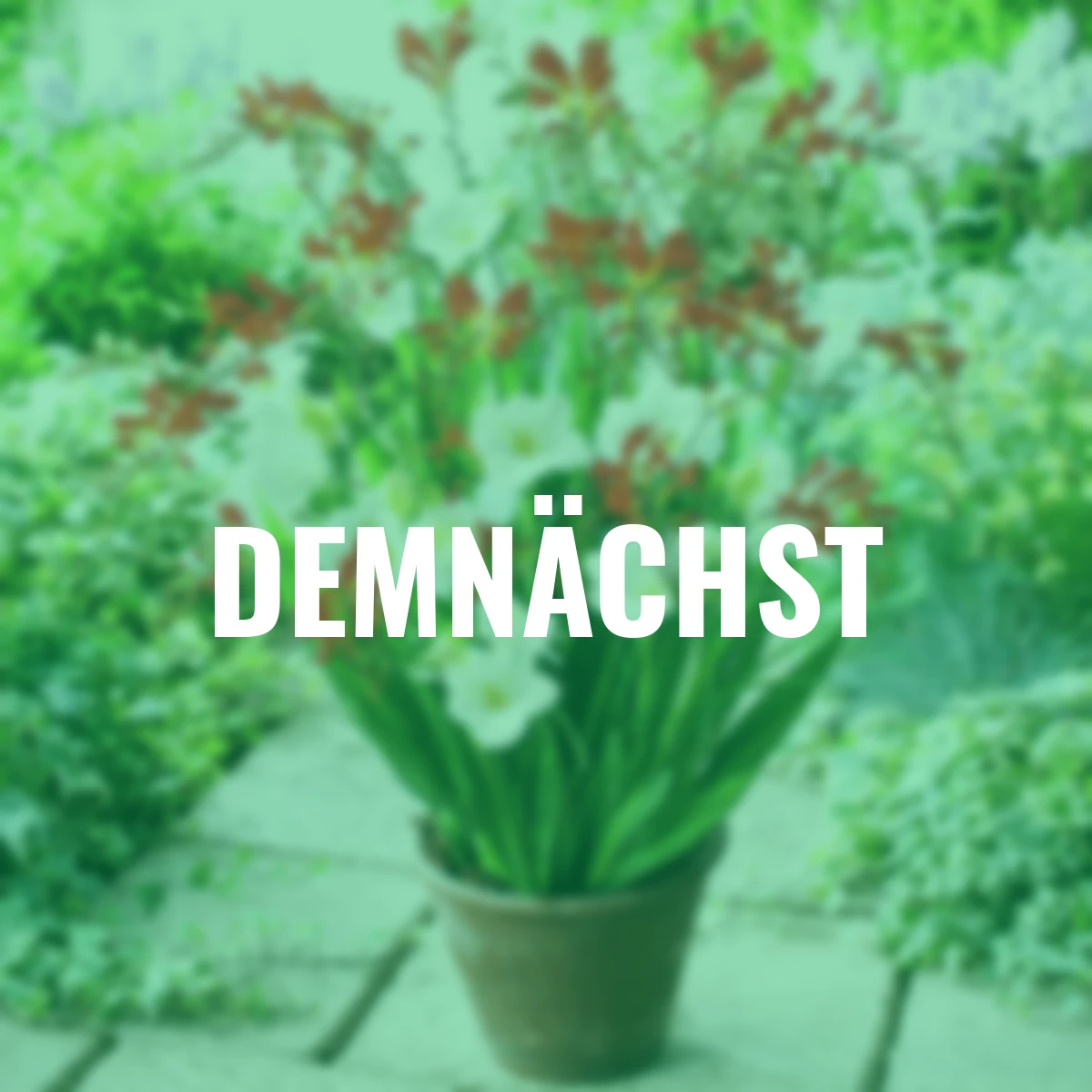 Pflanz-Tray Montbretien & Iris