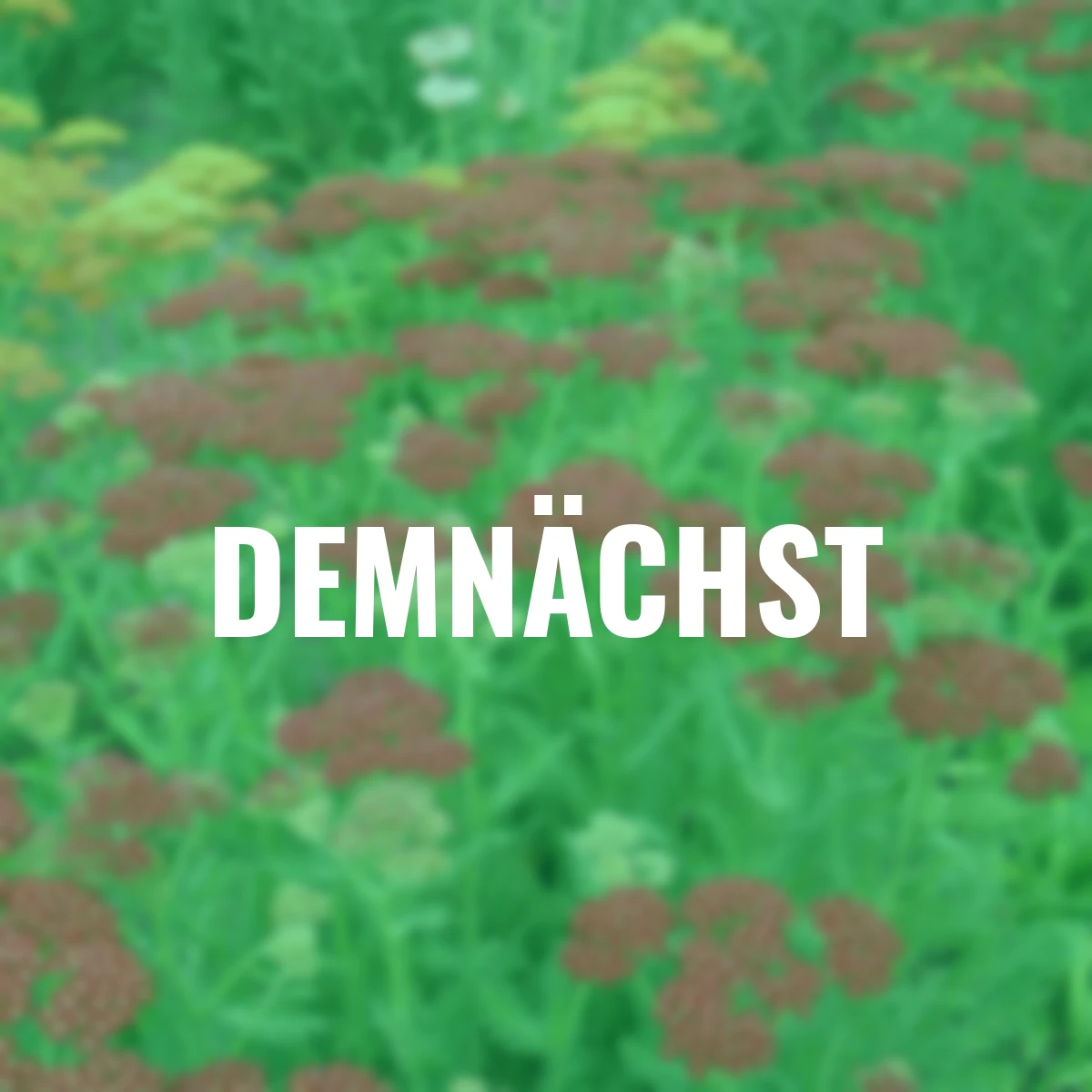 Edelschafgarbe Laura