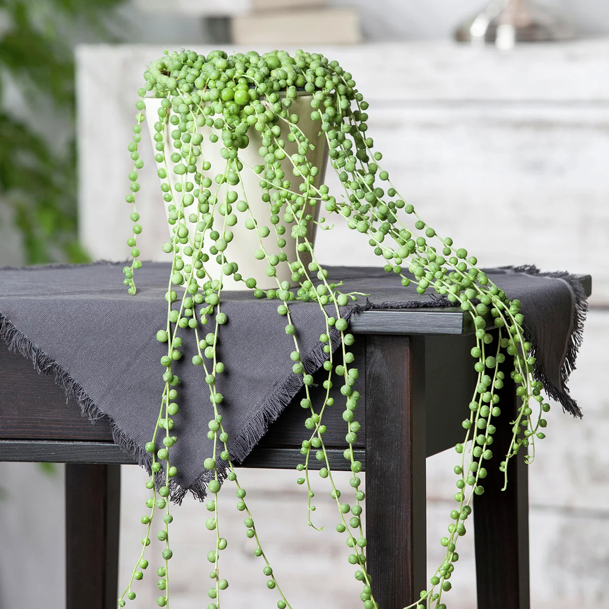 Erbsenpflanze, Ampel, Höhe ca. 10-15 cm