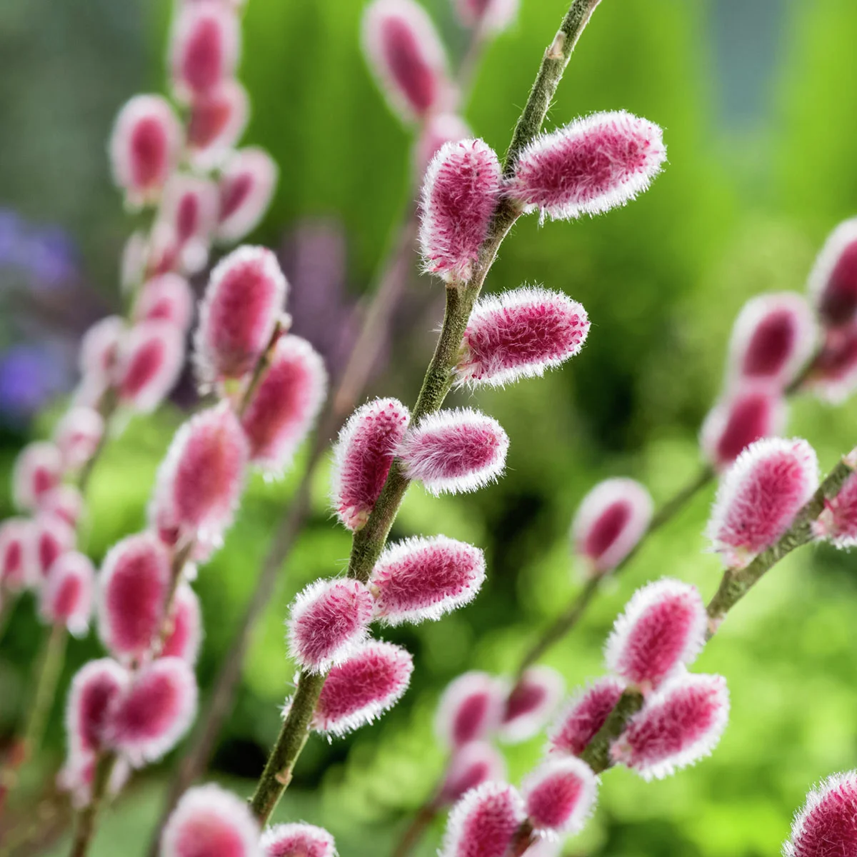 Kätzchenweide Mount Aso, Busch
