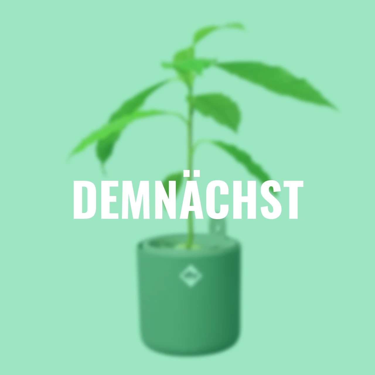 Avocado-Topf Amazing Avocado 12 cm grün