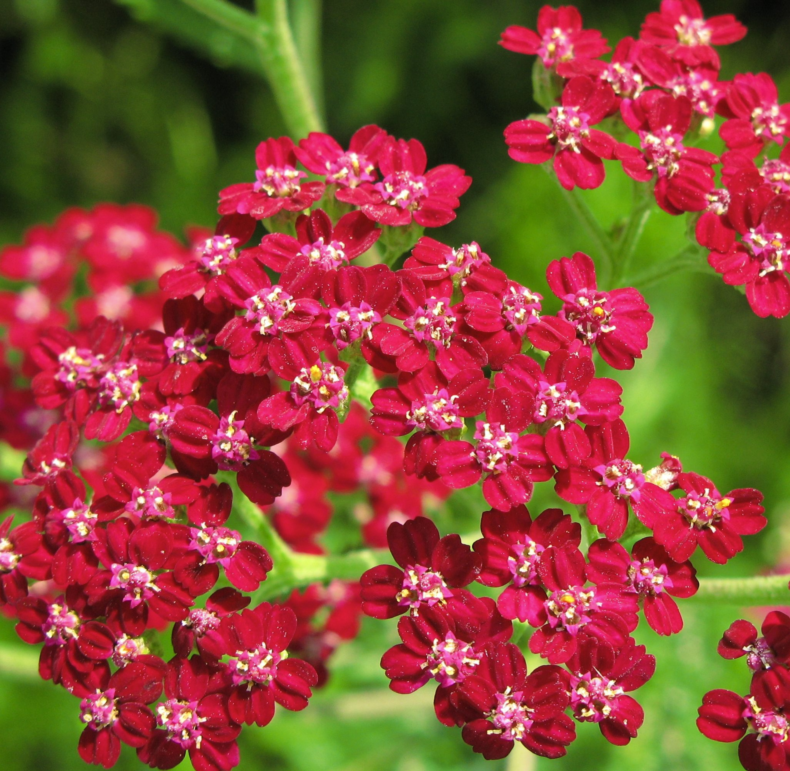 Rote Schafgarbe Kirschkönigin