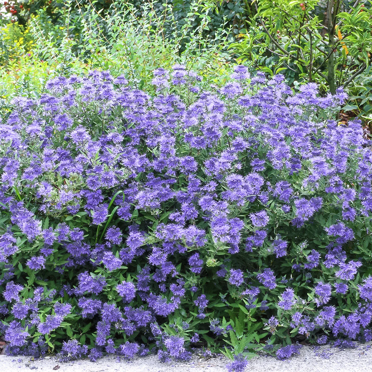 Bartblume Grand Blue® , im ca. 9 cm-Topf