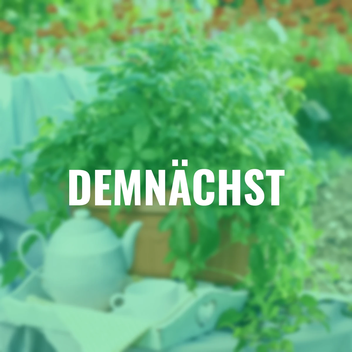 Kräuterpflanze Kraut des Lebens Jiaogulan