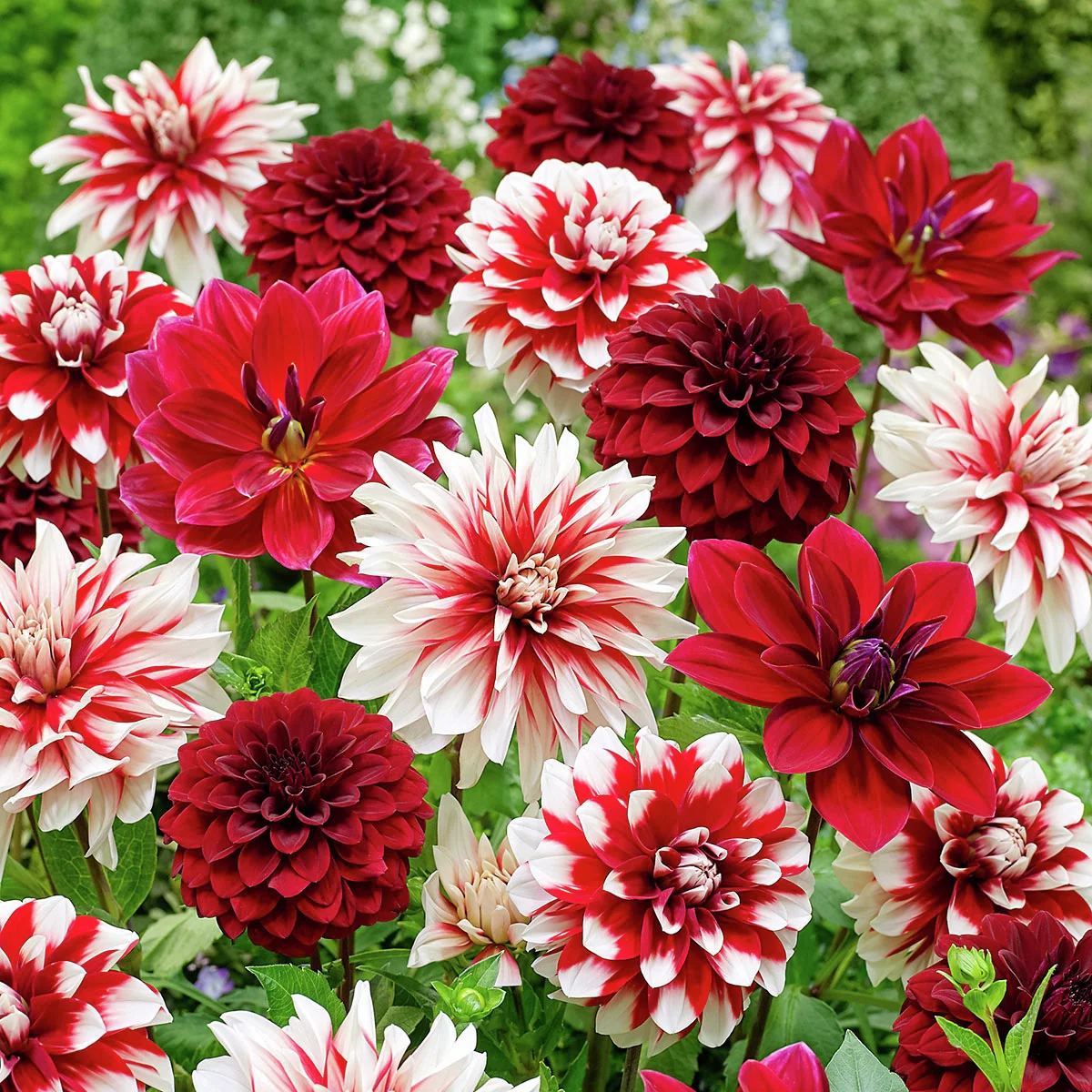 Dahlien-Mischung Rot-Weiß