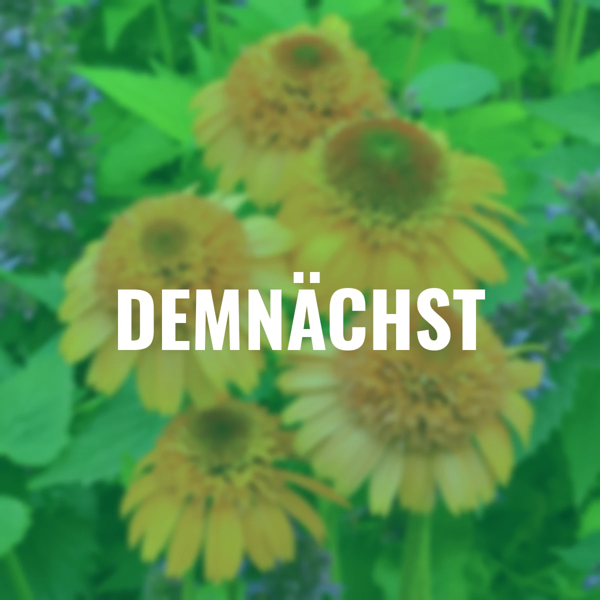 Scheinsonnenhut Supreme Cantaloupe