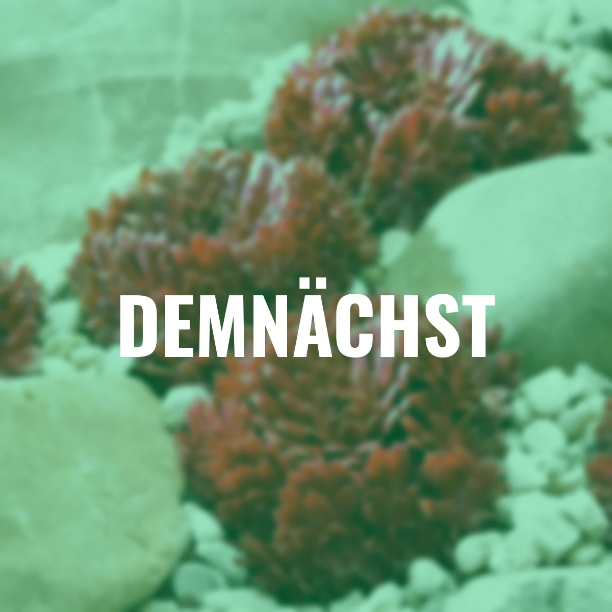 Korallenroter Hauswurz