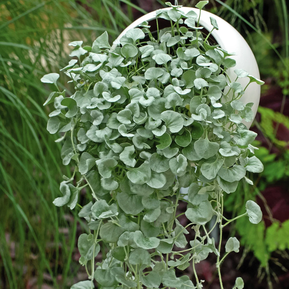 Silberregen Silver Falls