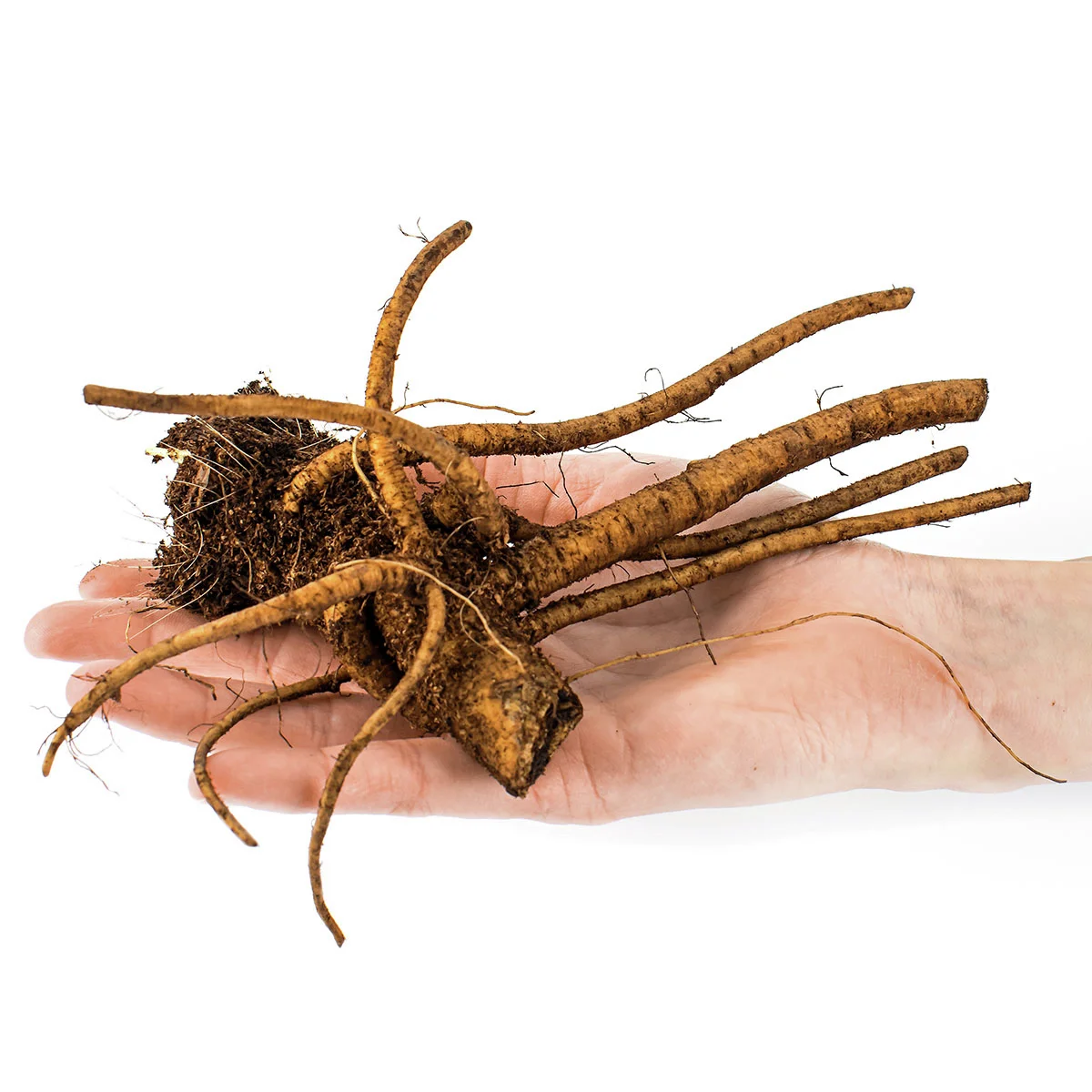 Garten-Mannstreu Big Blue