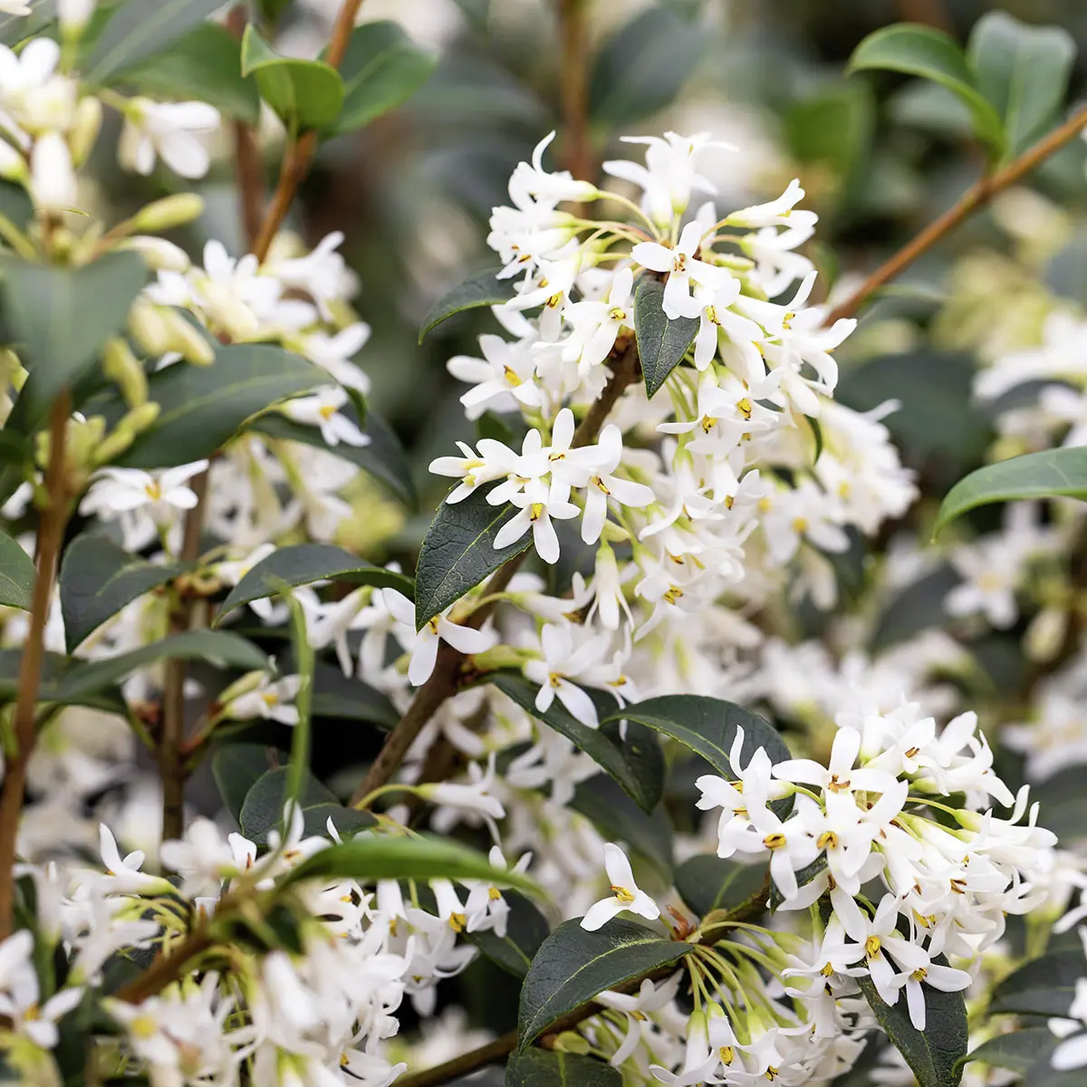 Frühlingsduftblüte