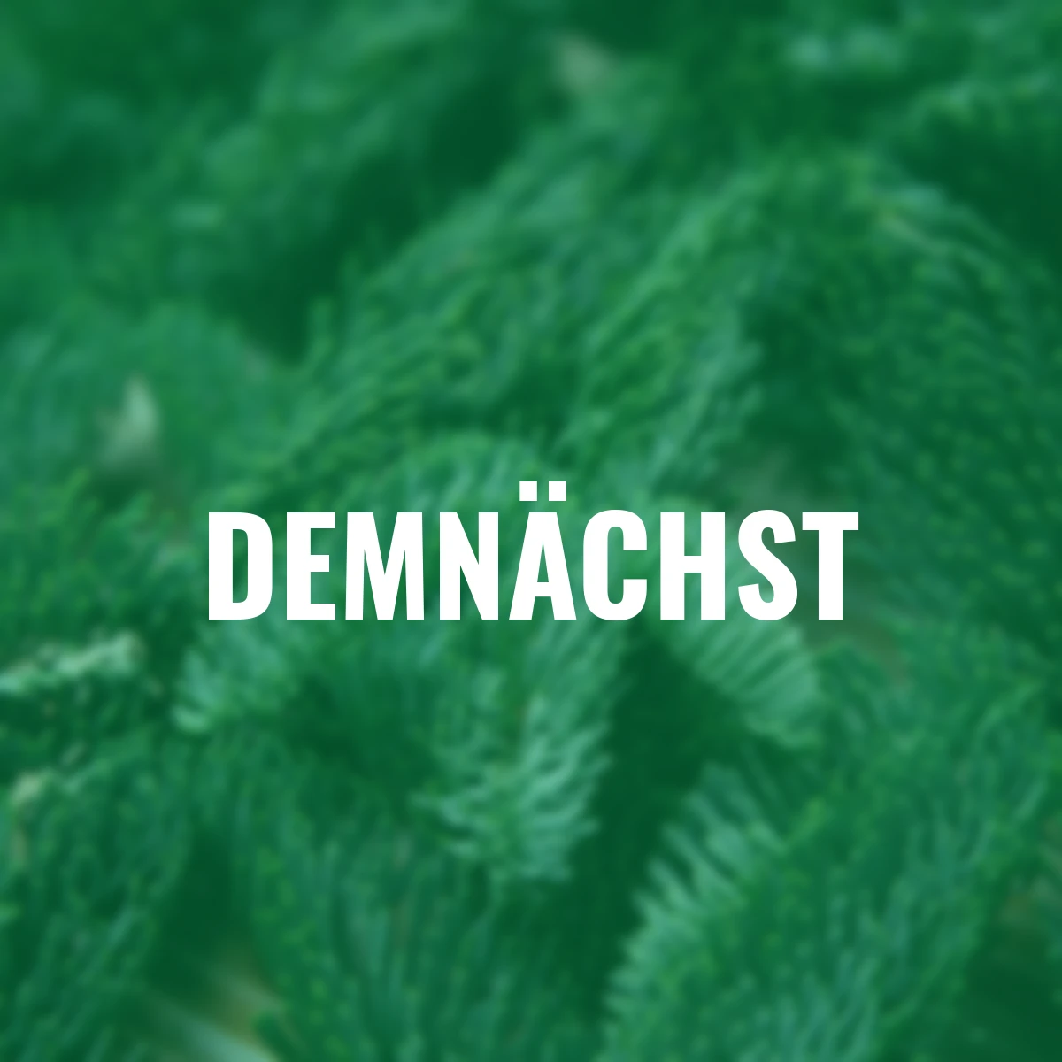 Nobilis-Tanne, Bund 500 g