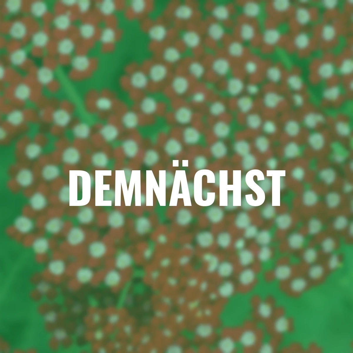 Edelschafgarbe Laura