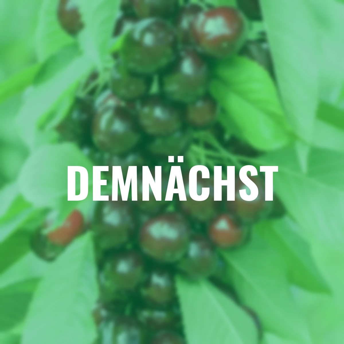 Süßkirsche, großfruchtig