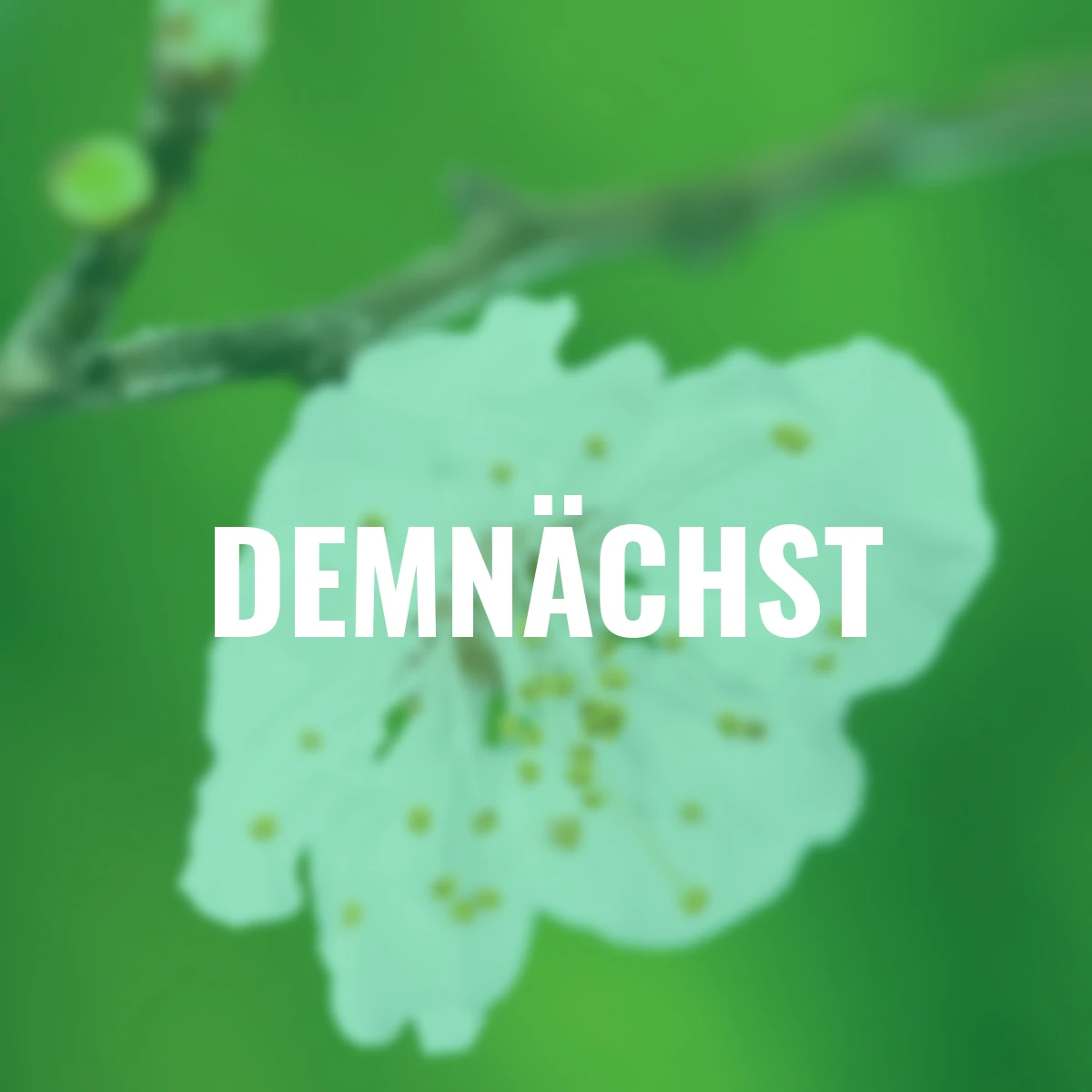 Säulen-Aprikose Golden Sun