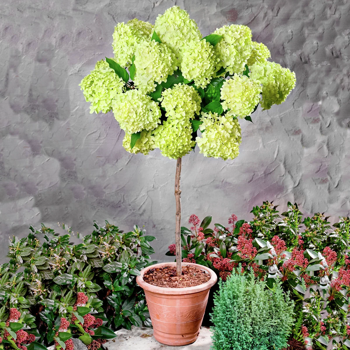 Rispen-Hortensie Limelight®, Stamm