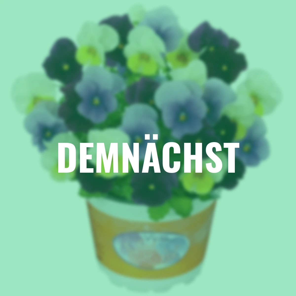 Hornveilchen Mix a Twix® Ice, Primrose, Violett