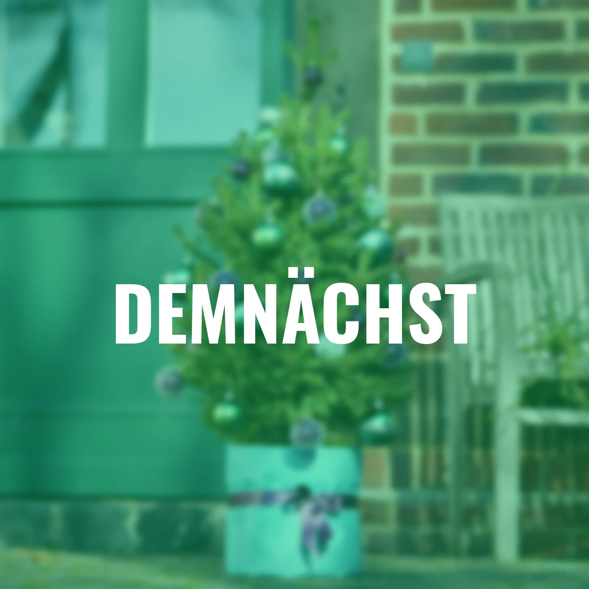 Zwergfichte Little Santa®