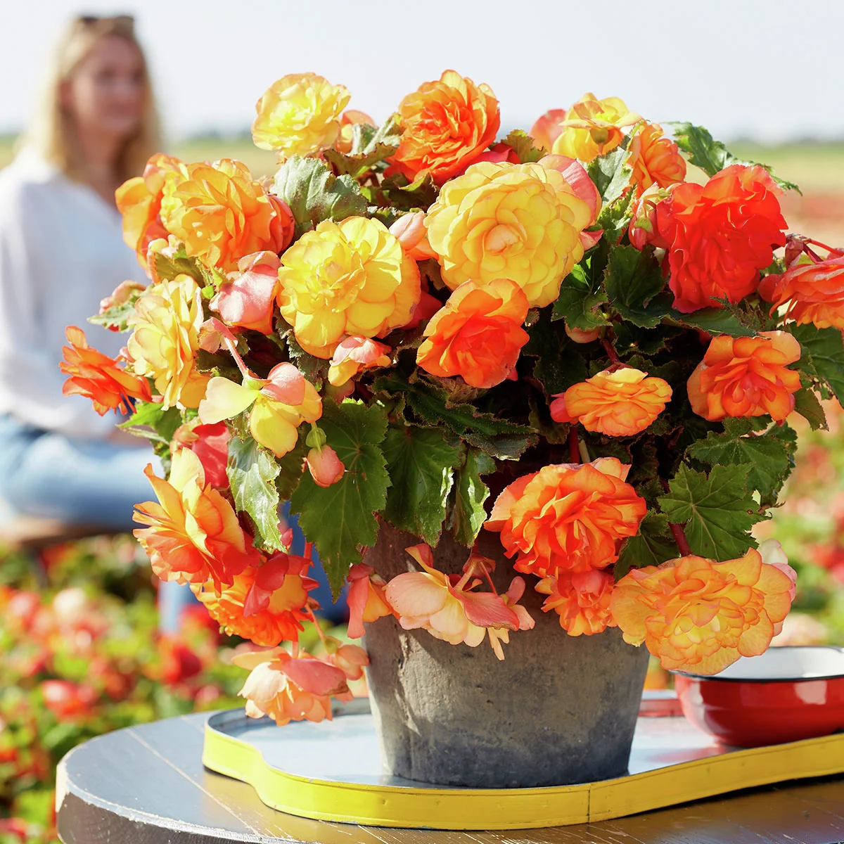 Begonien Cascade Sunray-Mischung