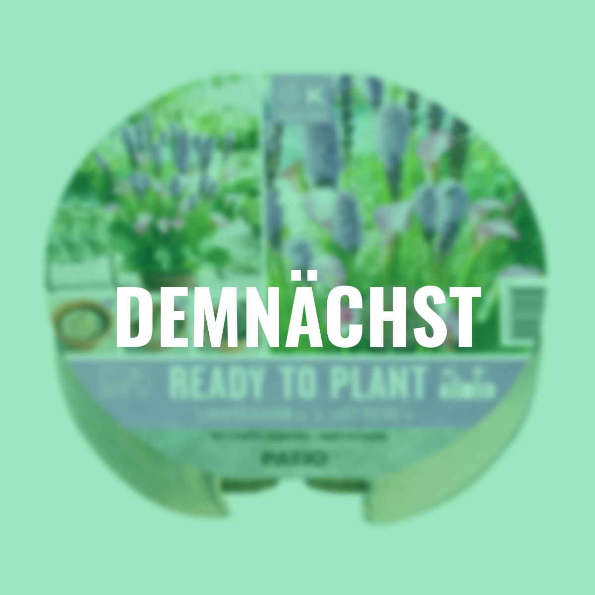 Pflanz-Tray Calla & Prachtscharte