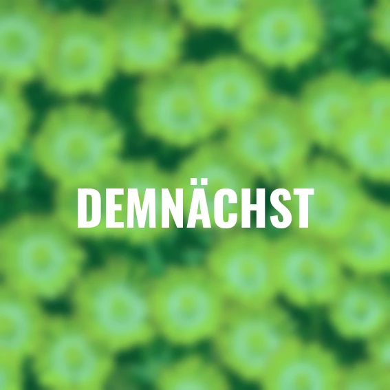 Mittagsblume Rise and Shine