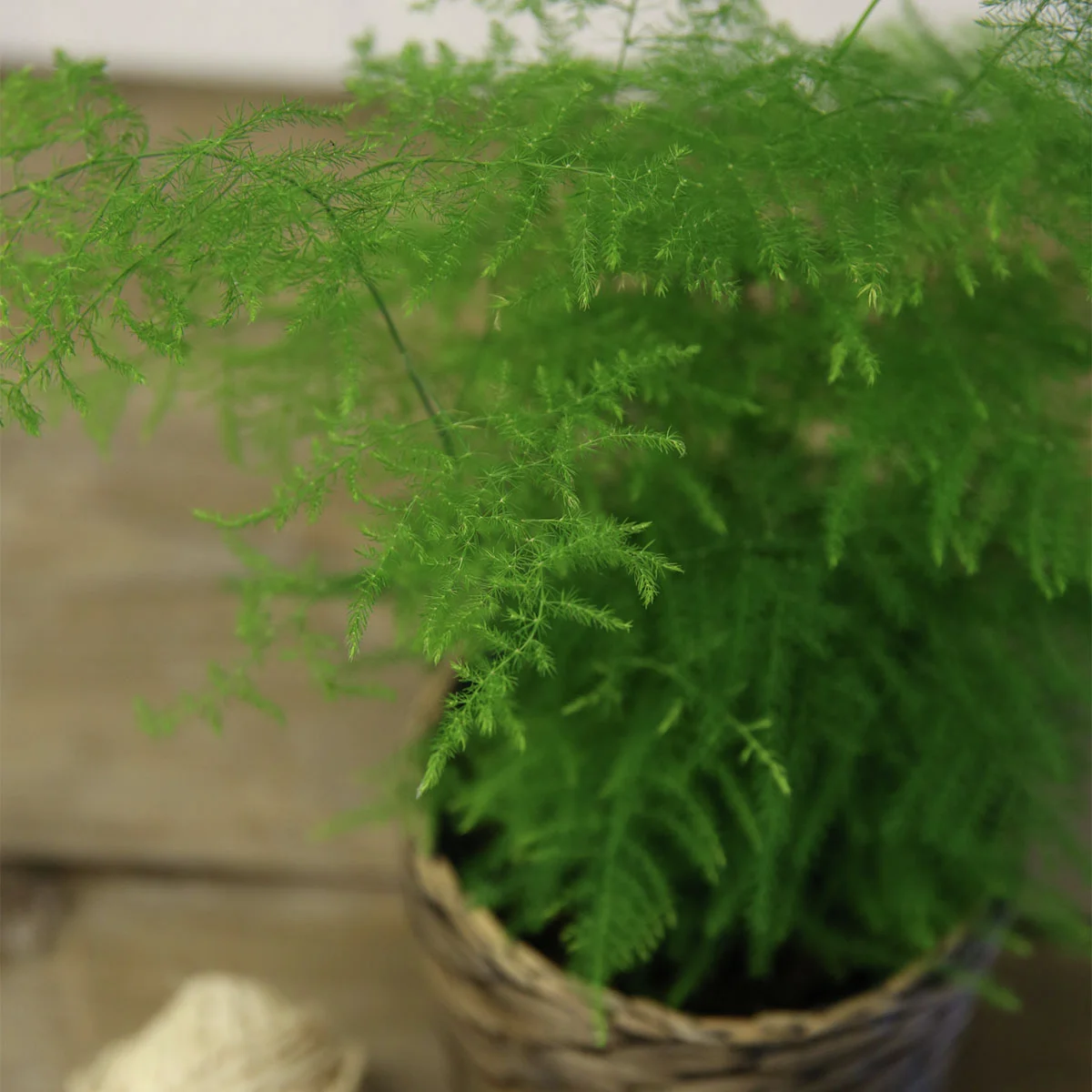 Feder-Spargel, Höhe ca. 20-30 cm