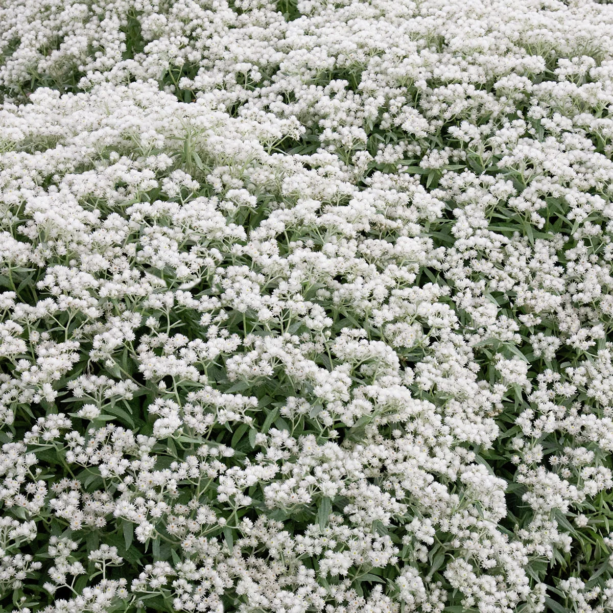 Perlkörbchen Silver Wave