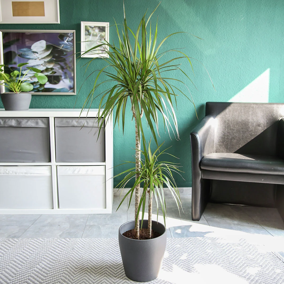 Drachenbaum Marginata, 2er Tuff, im ca. 14 cm-Topf