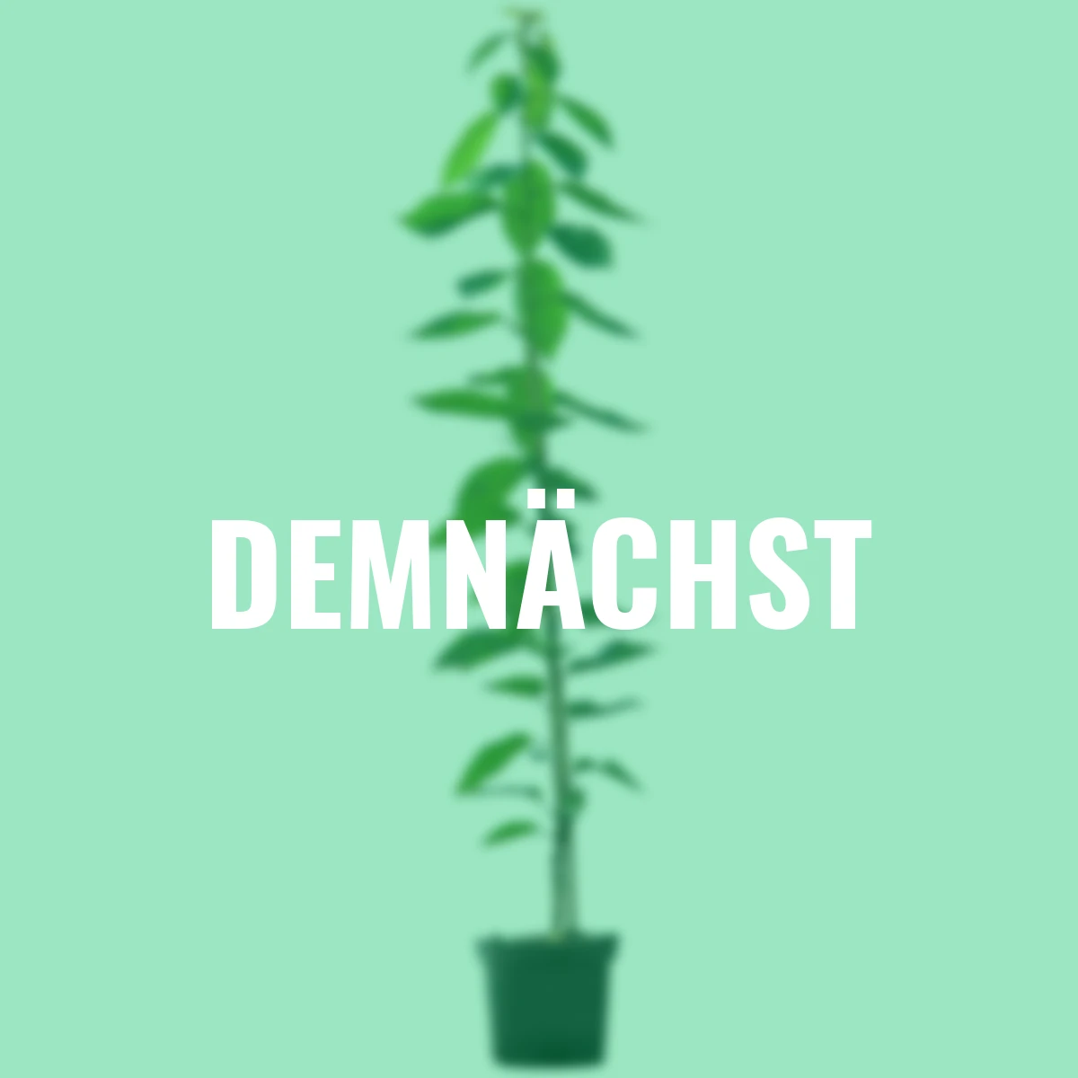 Säulen-Süßkirsche Victoria