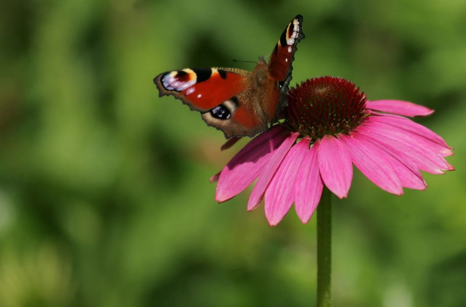 Scheinsonnenhut Magnus