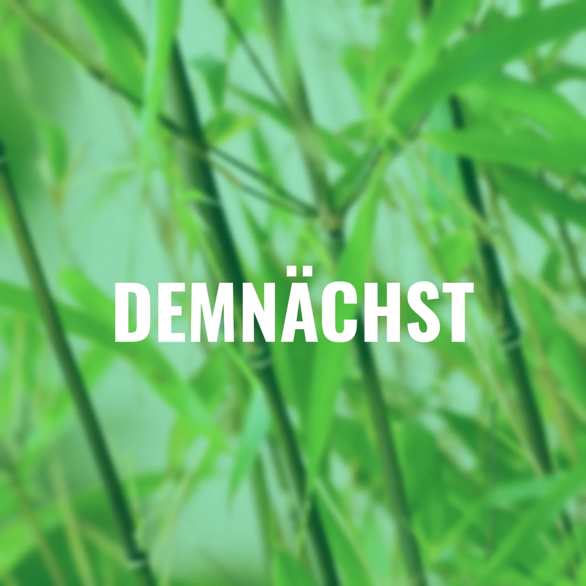 Heckenbambus Asian Wonder, 1 Meter