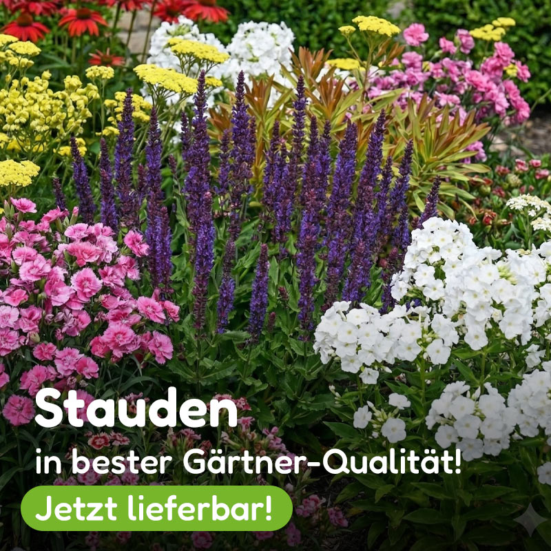 Stauden entdecken bei Gärtner Harry