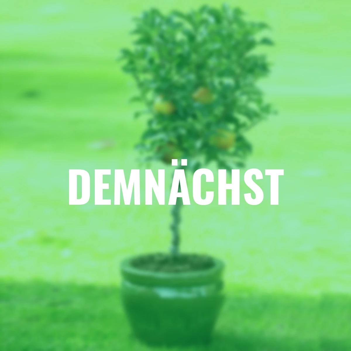 Zwergobst Apfel Delicado