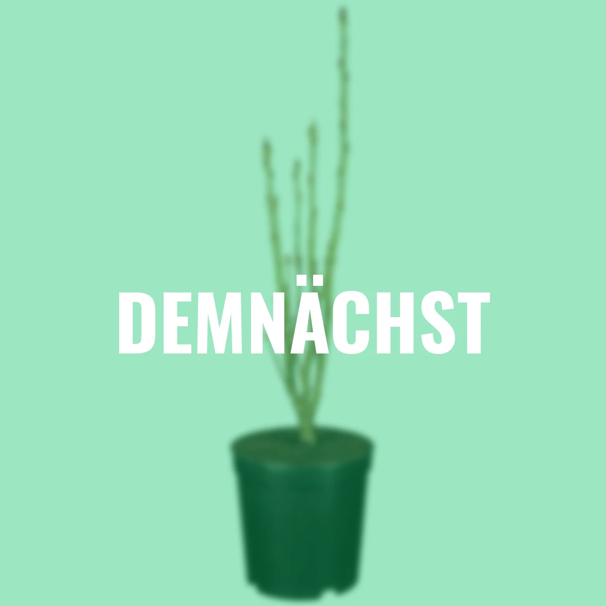 Herbst-Vogelbeere Eberesche Autumn Spire