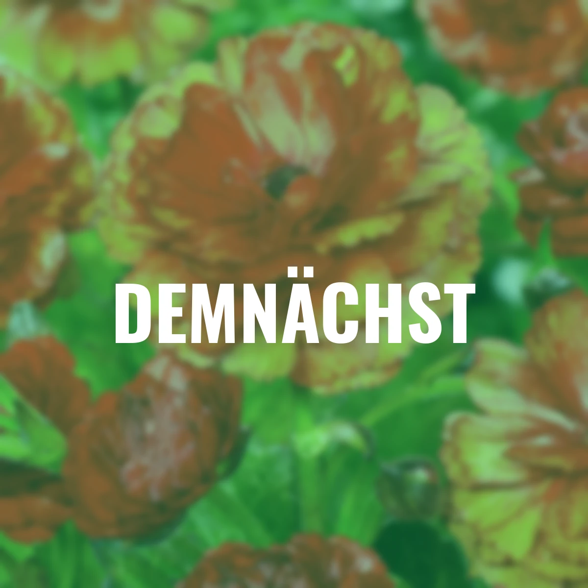 Ranunkeln Butterfly Hades