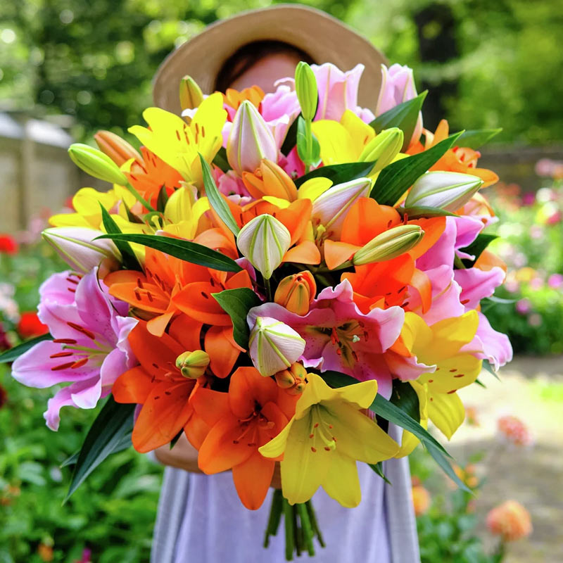 Blumenzwiebeln – Tulpen, Narzissen und mehr