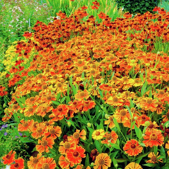 Sonnenbraut Waltraut