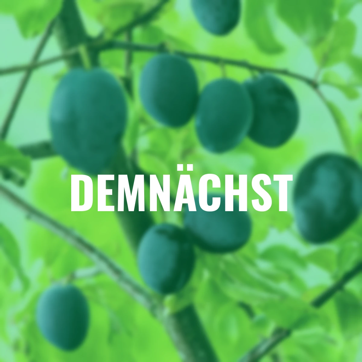 Säulen-Pflaume Imperial