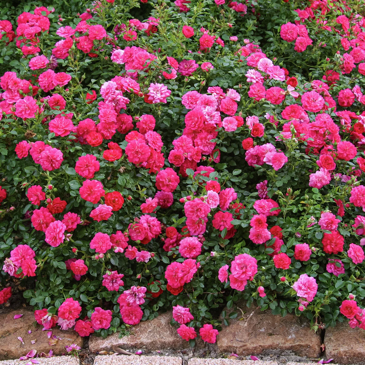 Bodendeckerrose Knirps®