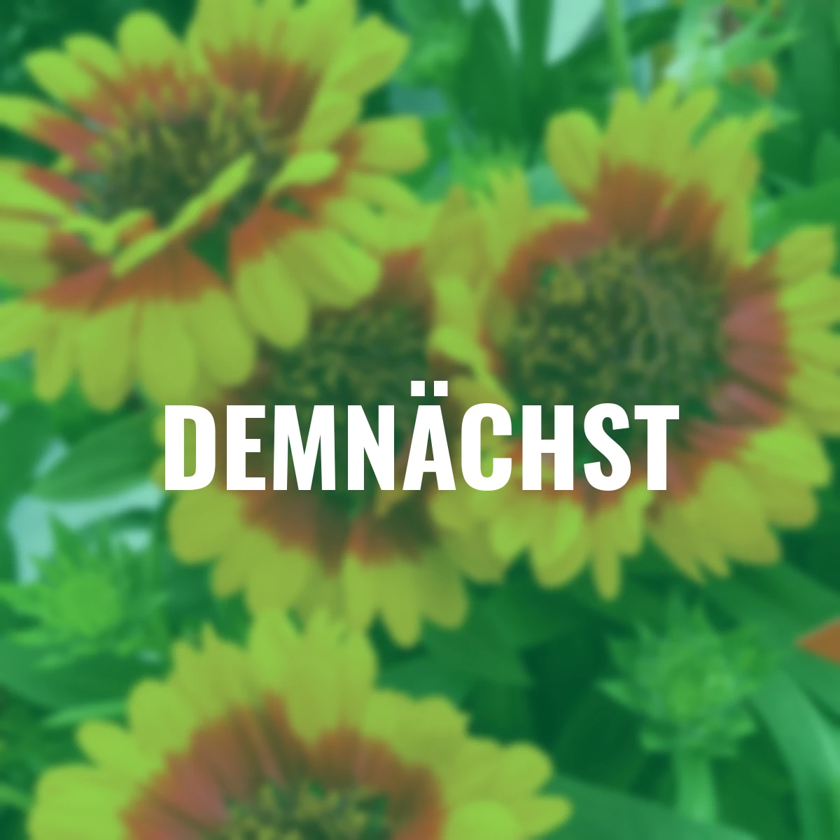 Kokardenblume Spin Top Red Starburst