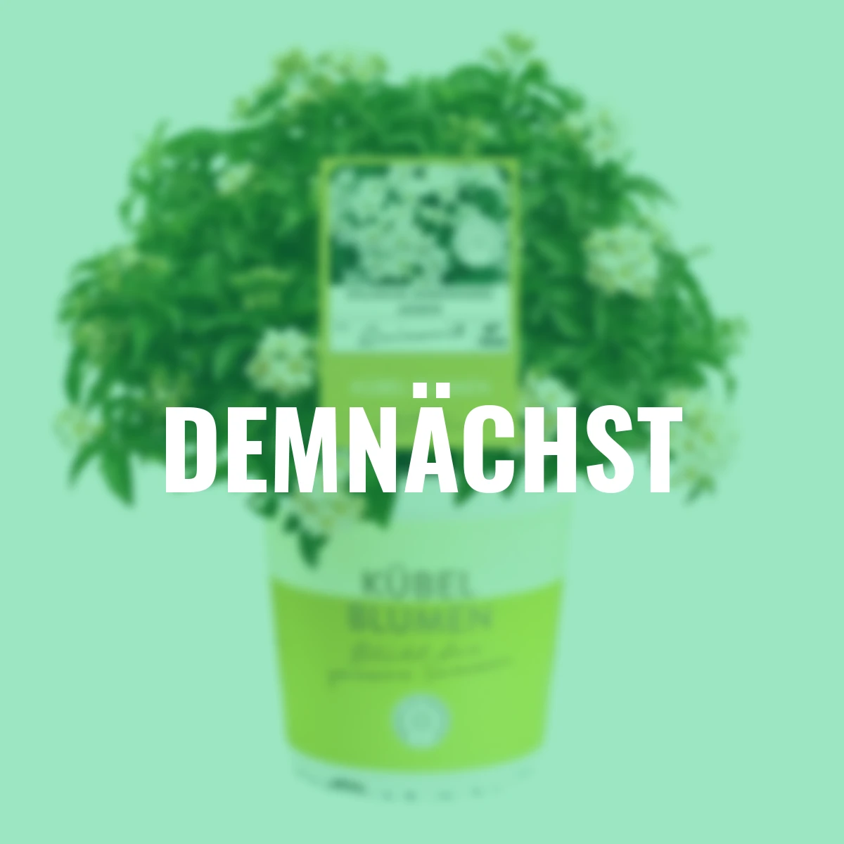 Sommer-Jasmin-Busch, weiß