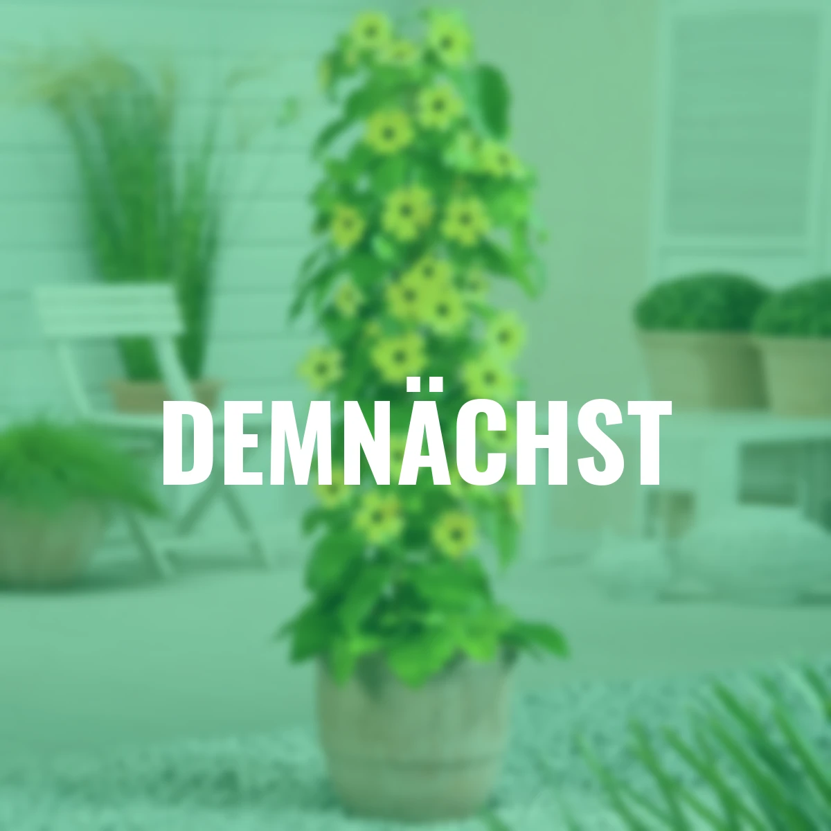 Schwarzäugige Susanne, gelb ca. 17 cm-Topf