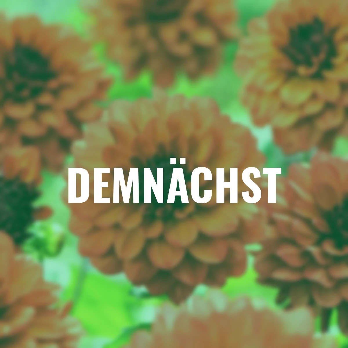 Schmuckdahlie Misses Miley