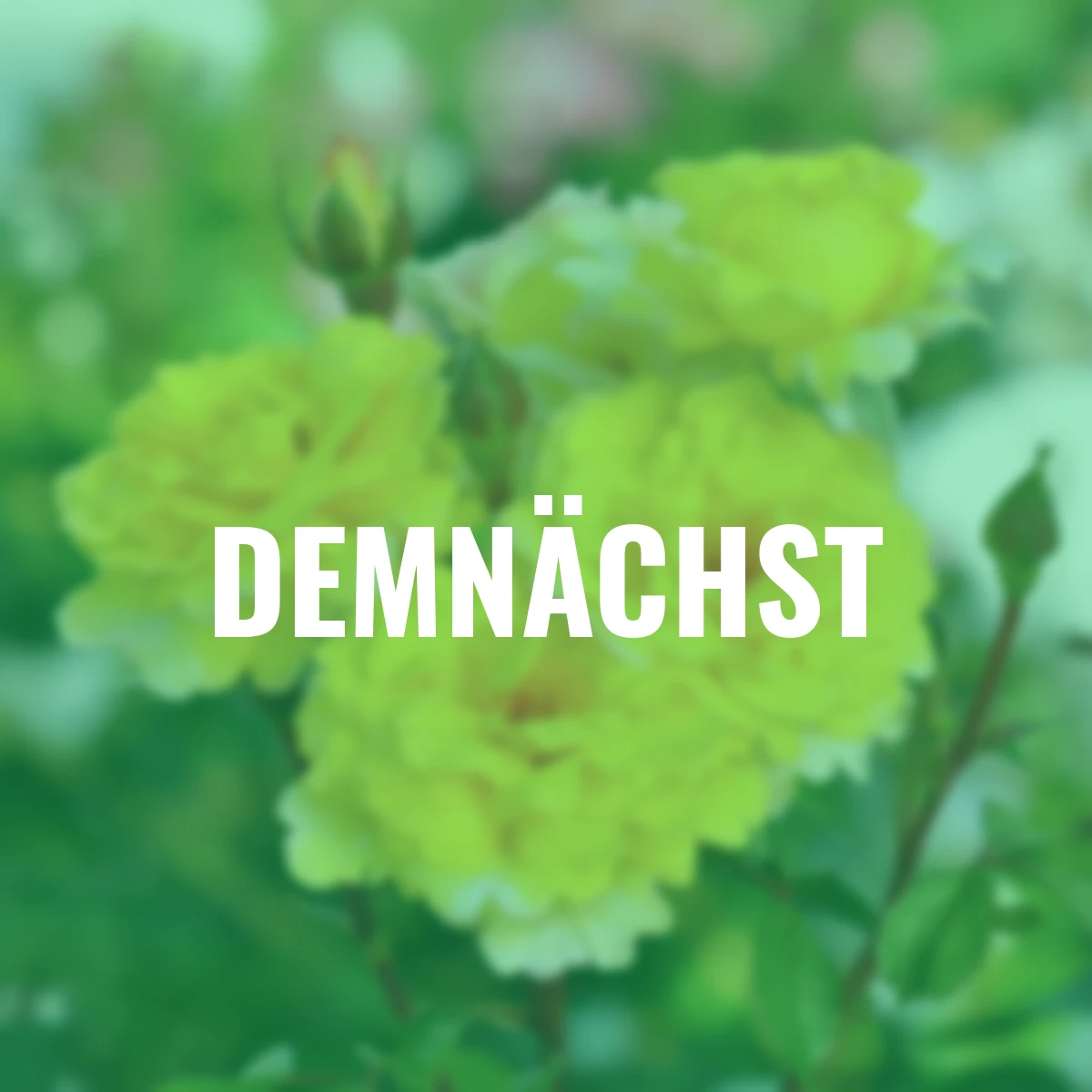 Essbare Culinaric Rose, gold-gelb