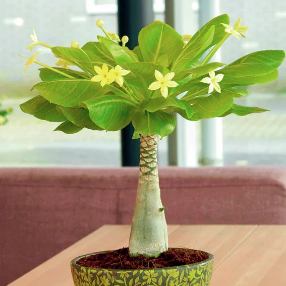 Hawaii-Palme, Höhe ca. 20-30 cm