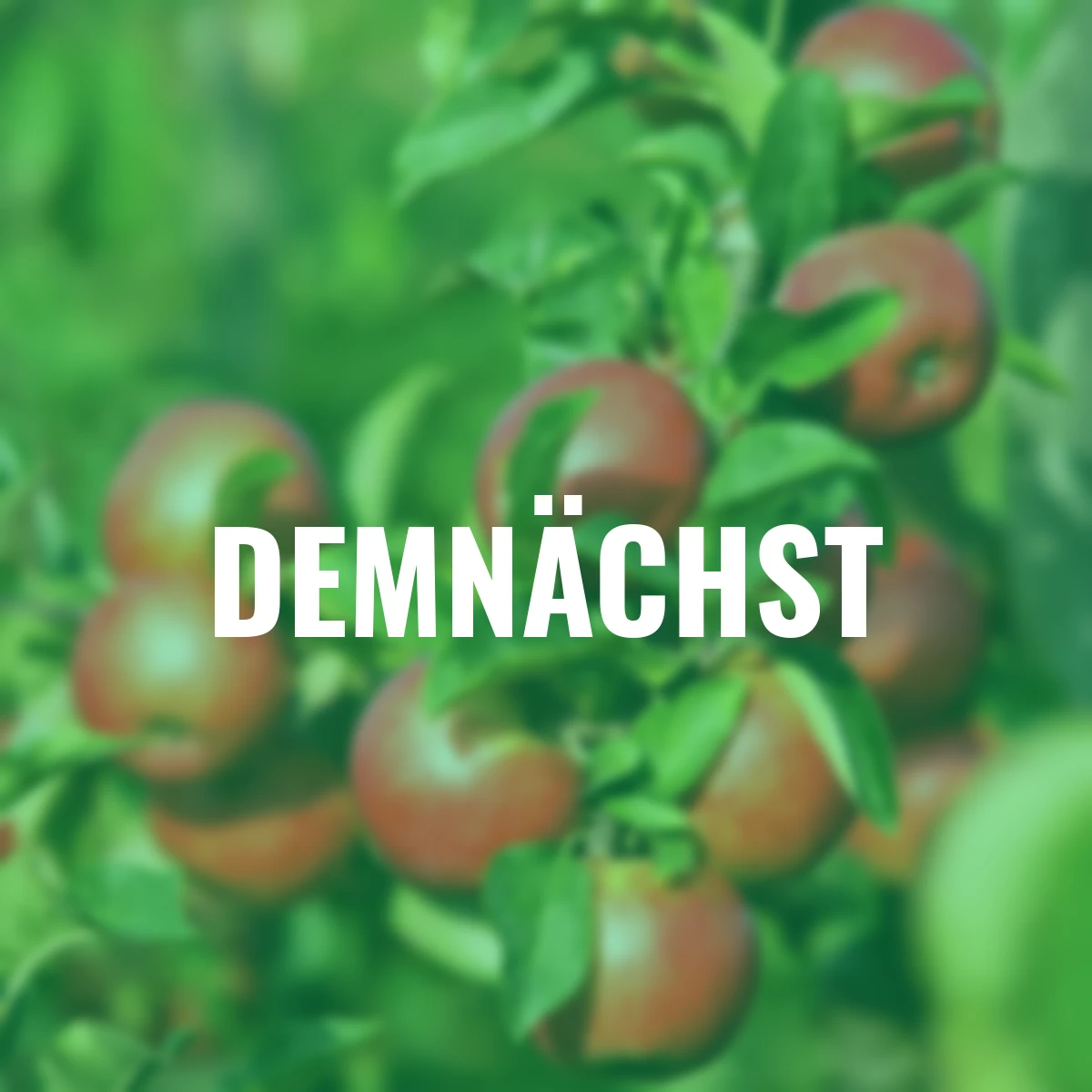 Säulen-Apfel Redcats®